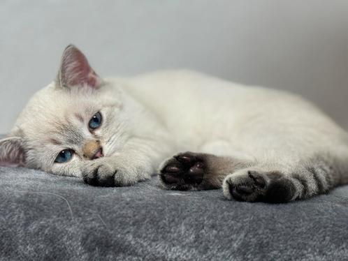 kittens Britse korthaar, Dieren en Toebehoren, Katten en Kittens | Raskatten | Korthaar, Gechipt, Ontwormd, Ingeënt
