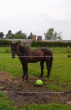 Quarter Horse / gezelschaps-verzorgpaard, Met stamboom, Ruin, 160 tot 165 cm, 11 jaar of ouder