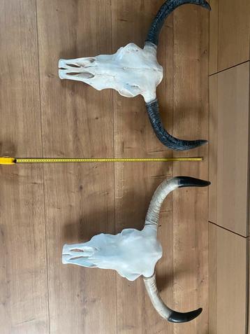 Schedels beschikbaar voor biedingen