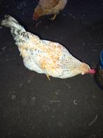 Hanen groenlegger, Dieren en Toebehoren, Pluimvee