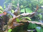 Guppys, Dieren en Toebehoren, Vissen | Aquaria en Toebehoren, Ophalen of Verzenden