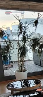 Grote kamerplant, Tuin en Terras, Ophalen, In pot