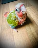 Conure femelle sélection rouge, Enlèvement