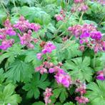 Geranium Ingwersen Variety, Ophalen