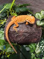 Jonge Baardagaam – Hypo Red-Orange morph man