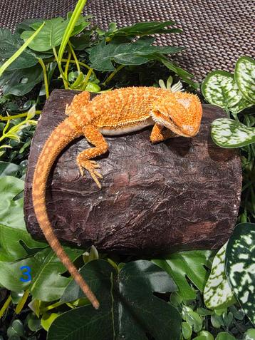 Jonge Baardagaam – Hypo Red-Orange morph man beschikbaar voor biedingen
