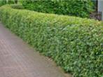 Haagbeuk, Tuin en Terras, Planten | Struiken en Hagen, Ophalen, Haagbeuk, Haag, 100 tot 250 cm