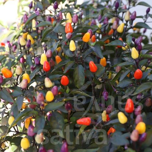 Lila Luzi chili peperzaden, Tuin en Terras, Bloembollen en Zaden, Zaad, Voorjaar, Volle zon, Ophalen of Verzenden