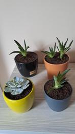 vetplantjes, Maison & Meubles, Plantes d'intérieur, Plante succulente, En pot, Moins de 100 cm, Enlèvement