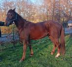 Recreatiepaard, Dieren en Toebehoren, Paarden, Ruin, Recreatiepaard, Gechipt, 3 tot 6 jaar