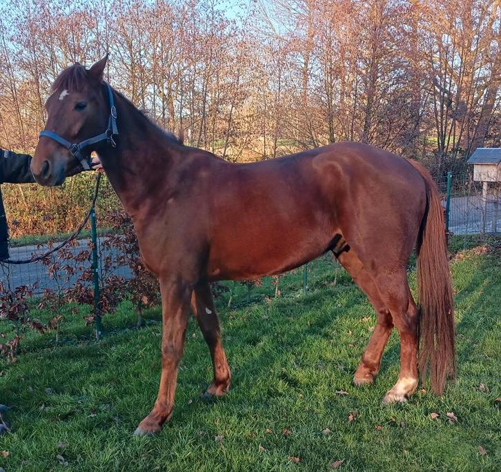 Recreatiepaard, Animaux & Accessoires, Chevaux, Hongre, 3 à 6 ans, Cheval de récréation, Avec puce électronique, Vermifugé, Vacciné