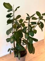Ficus Elastica, Ophalen, Ficus