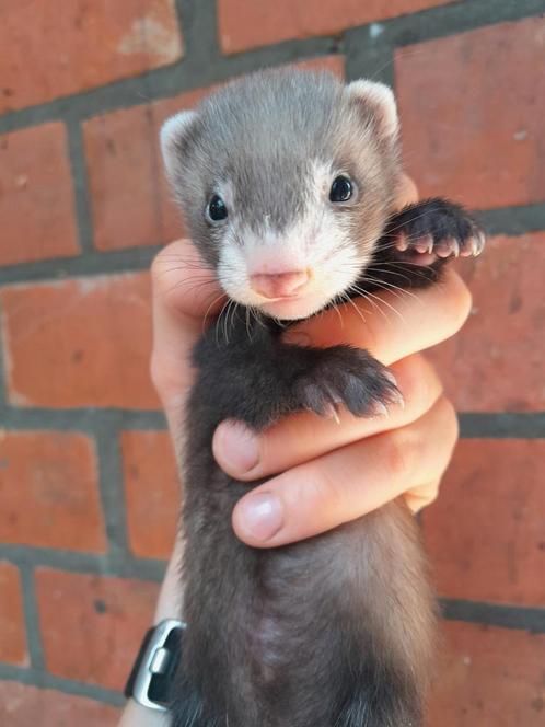 zeer tam micro fretje te reserveren, Dieren en Toebehoren, Knaagdieren, Mannelijk, Fret, Tam