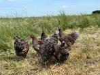 Wyandotte Goudblauw gezoomde kriel kippen gesekst en ingeënt, Dieren en Toebehoren, Vrouwelijk, Kip