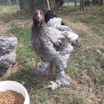 Brahma haan, Dieren en Toebehoren, Pluimvee