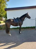 Mooie en brave 3 jarige merrie - zadelmak, Dieren en Toebehoren, Paarden, Merrie, Gechipt, Dressuurpaard, Zadelmak