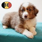 Miniatuur American Shepherd pups te koop (Belgisch), België, Handelaar, CDV (hondenziekte), 8 tot 15 weken