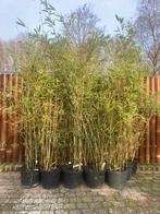 Bamboe Fargesia Da-Wei niet woekerend ook voor haag, Tuin en Terras, Ophalen of Verzenden, Bamboe, Struik