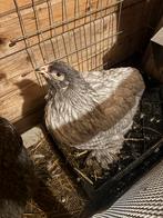 Brahma, Animaux & Accessoires, Oiseaux | Oiseaux Autre