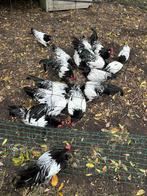 Lakenvelder kippen, Dieren en Toebehoren, Pluimvee, Meerdere dieren, Kip