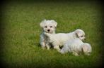 Maltezer pups, Dieren en Toebehoren, Honden | Chihuahua's en Gezelschapshonden, België, Maltezer, CDV (hondenziekte), 8 tot 15 weken