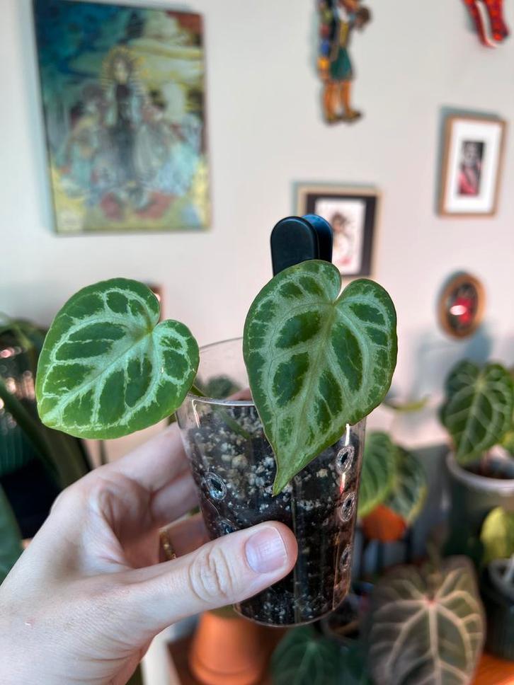 Anthurium Silver Blush, Huis en Inrichting, Kamerplanten, Ophalen