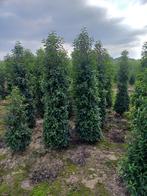 Prunus Lusitanica Angustifolia, Ophalen