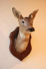 Taxidermie Opgezette Reeënkop, Ophalen of Verzenden, Gebruikt, Hert, Gewei of Kop