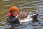 Krooneend te koop, Dieren en Toebehoren, Vogels | Overige Vogels, Geringd