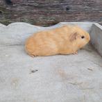 3 cavia beertjes, Dieren en Toebehoren, Oktober, Mannelijk, Cavia