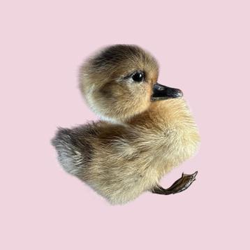 Taxidermie Opgezet Eendje Duck - Steen en Been beschikbaar voor biedingen