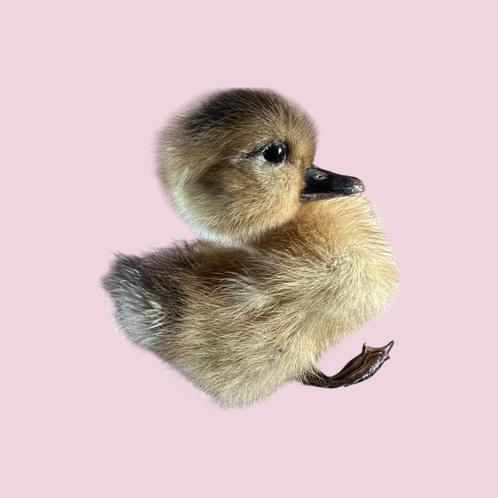 Taxidermie Opgezet Eendje Duck - Steen en Been, Verzamelen, Dierenverzamelingen, Nieuw, Opgezet dier, Vogel, Verzenden