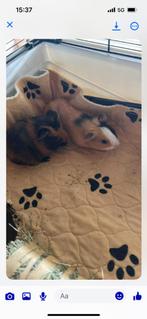 Kot en cavia, Kooi, Cavia, Ophalen, Minder dan 60 cm