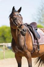 Verzorgpaard aangeboden, Dieren en Toebehoren, Paarden, Ruin, 160 tot 165 cm, Recreatiepaard, 7 tot 10 jaar