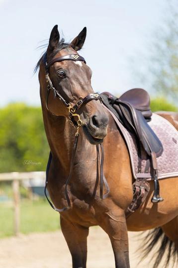 Verzorgpaard aangeboden disponible aux enchères