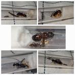 Camponotus deal, Fourmis