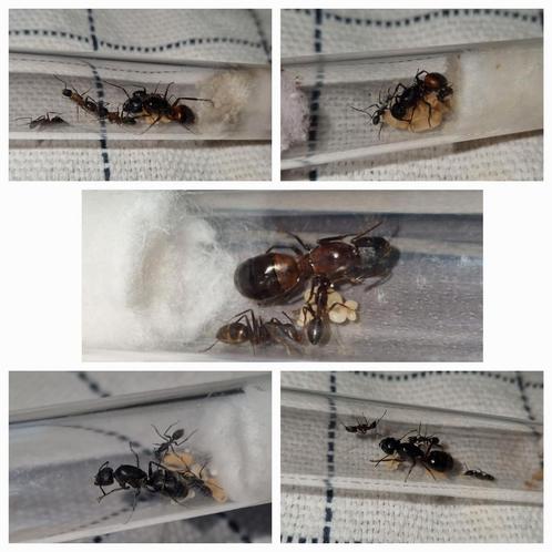 Camponotus deal, Dieren en Toebehoren, Insecten en Spinnen, Mieren