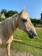 Weidemaatje, Dieren en Toebehoren, Gechipt, Minder dan 160 cm, Ruin, Niet van toepassing