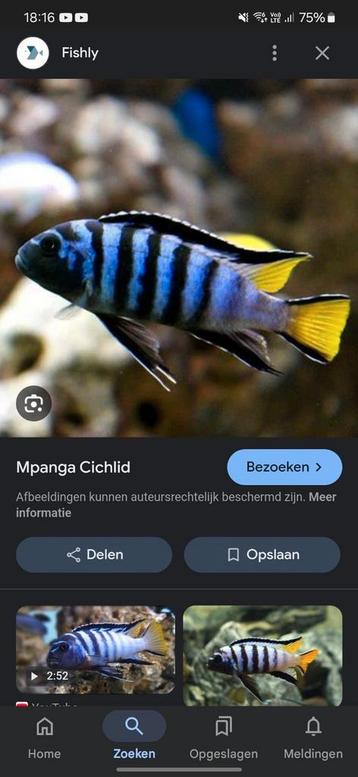 Afrikaanse cichliden  beschikbaar voor biedingen