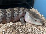 Blauwtongskink, Animaux & Accessoires, Reptiles & Amphibiens