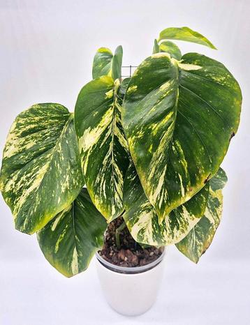 Scindapsus aureum beschikbaar voor biedingen