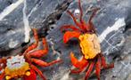 Gezocht: vampire crabs ( geosesarma sp), Dieren en Toebehoren, Reptielen en Amfibieën