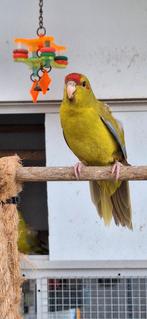 Kakariki's 2025, Dieren en Toebehoren