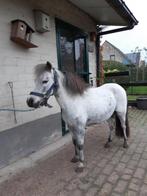 Amerikaans 12-jarig miniatuurpaardje, Dieren en Toebehoren, Paarden, Merrie, Recreatiepaard, Gechipt, 11 jaar of ouder