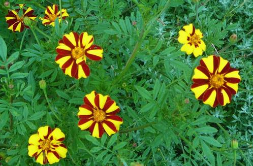 20 zaden lage afrikaantjes uit tuin Koningin van Denemarken, Tuin en Terras, Bloembollen en Zaden, Zaad, Voorjaar, Verzenden