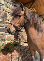 Jolie pouliche poney B, B, B pony (1.17m tot 1.27m)