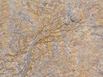 Blok met Crinoidea - zeelelie - crinoïden, Ophalen of Verzenden, Fossiel