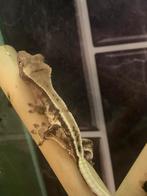Prachtige wimpergekko, Dieren en Toebehoren, Hagedis, 0 tot 2 jaar