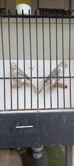 Kanarie, Animaux & Accessoires, Oiseaux | Oiseaux Autre