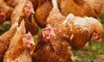 Legkippen legklaar - 0472-51.09.71 - open tot 21u, Dieren en Toebehoren, Pluimvee, Kip